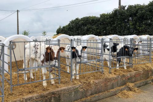 El Gobierno recomienda extremar la prevención ante la dermatosis nodular contagiosa: su detección implica el sacrificio de los animales y el vacío sanitario